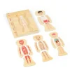 Bigjigs Male Human Anatomy Puzzle