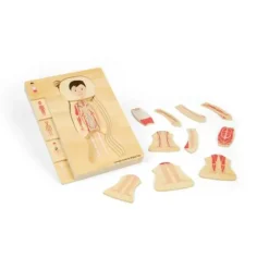 Bigjigs Male Human Anatomy Puzzle